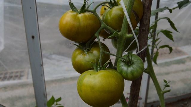 Сорт - "КИВИ". Томаты от Фёдора. смотреть онлайн