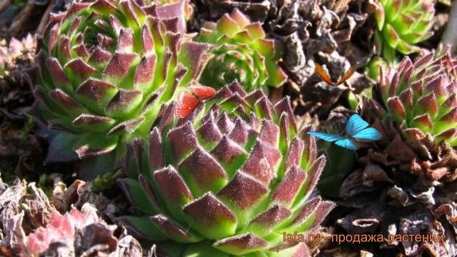 Молодило обыкновенный Фараон (sempervivum) ? Фараон обзор: как сажать, саженцы молодила Фараон смотреть онлайн