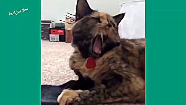 Кот смешно кричит смотреть онлайн
