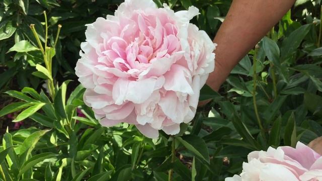 Пион PINK RADIANCE/Пинк Рэдиэнс смотреть онлайн