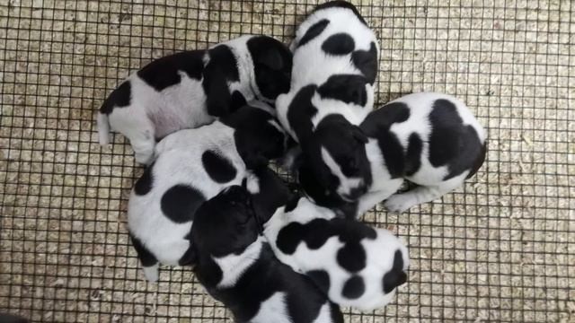 Nascita cuccioli - la loro prima settimana di vita смотреть онлайн