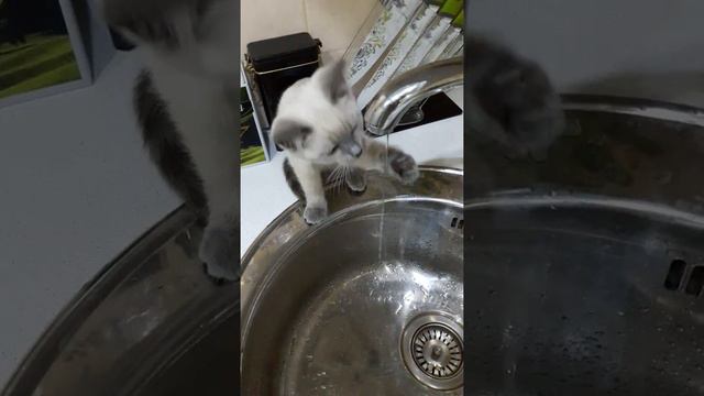 Наша тайская принцесса Симона, пьёт воду) Thaicat Simona)