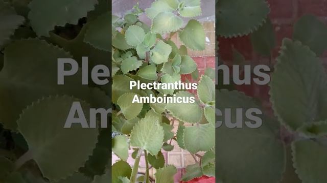 #Plectranthus Amboinicus смотреть онлайн