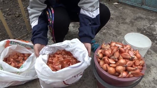 Готовим лук к посадке смотреть онлайн