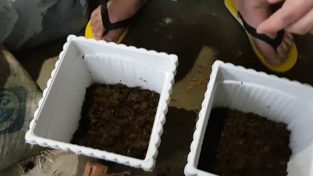 How to Propagate Prince of Orange | Shoot of Plant | Fel Pacs смотреть онлайн