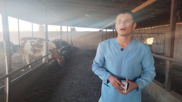 Qoramollarni Tez O'sishi Va Rivojlanishi Uchun Qanday Vitaminlar Qo'llash Kerak? Veterinar Maslahat