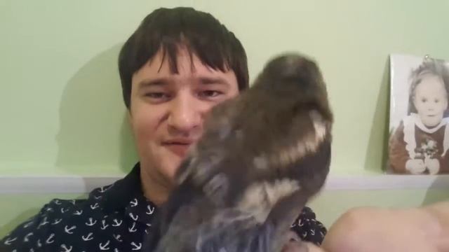 КАК ВЫКОРМИТЬ ПТЕНЦА смотреть онлайн