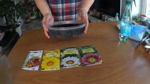 ГАЗАНИЯ ,  ПОСЕВ СЕМЯН НА РАССАДУ.