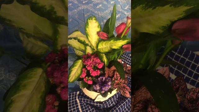 Ук-х какой Подарок- Экзотический Букет с необычным сочетанием цветов смотреть онлайн