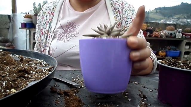 Trasplante de echeverias preciosas a macetas bellas y coloridas 🤩 смотреть онлайн