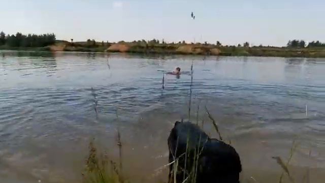 русский спаниель Шустрик: первое купание в пруду смотреть онлайн