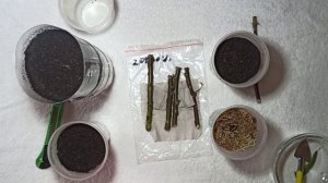 Укоренение черенков голландской розы из букета. Часть 2.