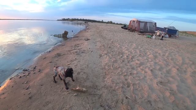 Рыбалка АЖ РУКИ ДРОЖАТ. БЕШЕНЫЙ КЛЕВ, смотреть онлайн