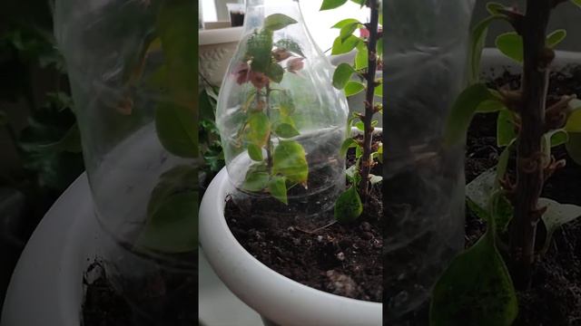 Bougainvillea "Mini Thai" смотреть онлайн