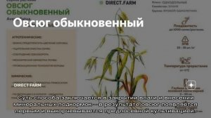 Эффективные способы борьбы со злостным сорняком овсюгом