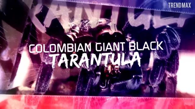 THE BIGGEST SPIDERS In The World смотреть онлайн