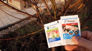 Обработка косточковых от болезней и вредителей.