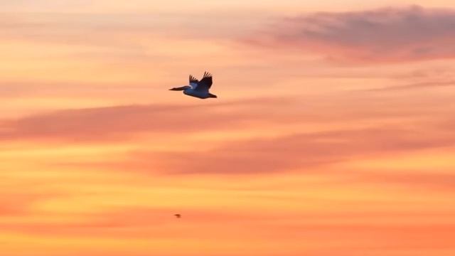 ИРИНА КРАЙДЕР - ПЕСНЯ ПЕРЕЛЁТНОЙ ПТИЦЫ смотреть онлайн