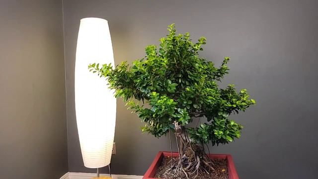 Large grafted Ficus microcarpa. Chop and burls removal. #Ficus #bonsai смотреть онлайн