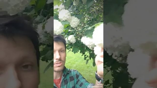 Kalina 'Roseum' смотреть онлайн