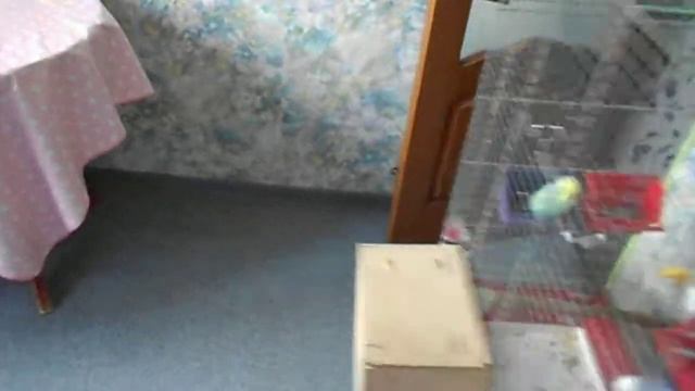 Попугайчики! Простая мешанка на скорую руку для птенцов волнистых попугаев и их родителей) смотреть онлайн