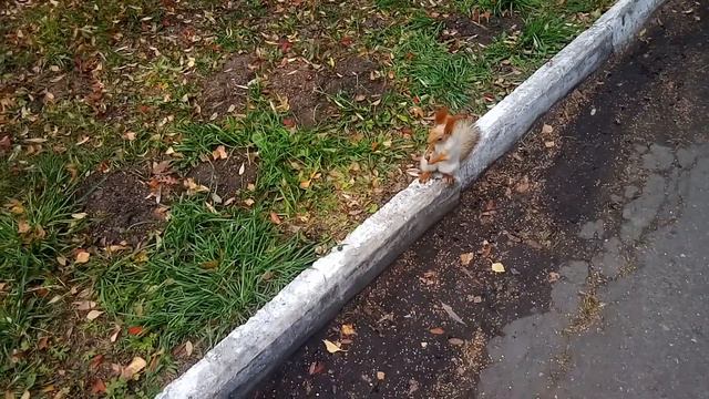 белка прячет орехи смотреть онлайн