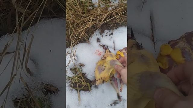 Жирный фазанчик в середине декабря. смотреть онлайн