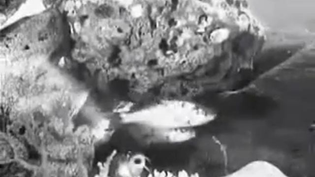 Fantasia Sottomarina (Rossellini)