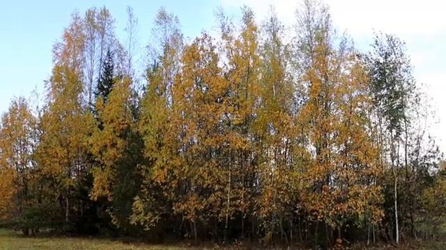 Adson 2020 - Aapo Ilves „Puu kasussõ korgõs“, lugõ Liisbet Rõõmusoks смотреть онлайн