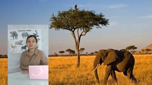 Проект по технологии Африканская саванна Ч 2