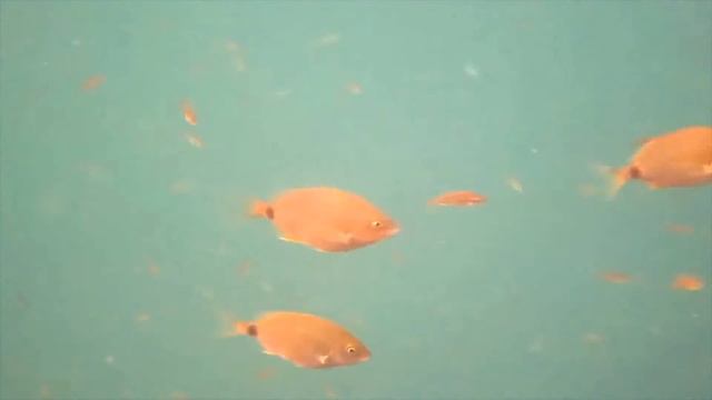 Под водой звук смотреть онлайн