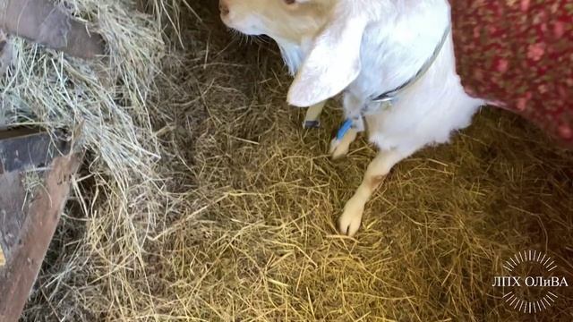 коза сама так решила