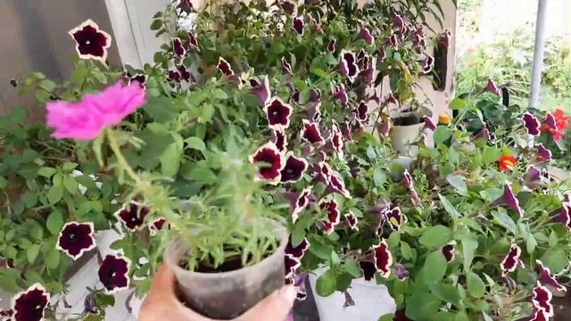 Петуния Черенкуем Разводим петунию Вегетативная ампельная петуния