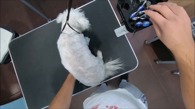 Grooming An Obese And Matted Bolognese Dog смотреть онлайн