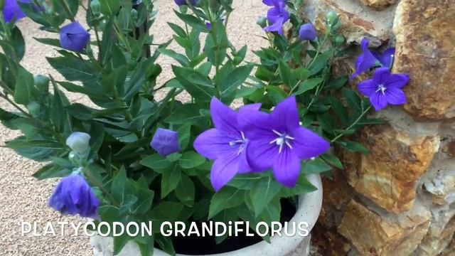 Platycodon grandiflorus. Garden Center online Costa Brava - Girona. смотреть онлайн