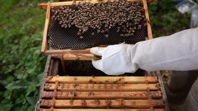 Checking The Bees - First Beekeeping Inspection Of The Year (good And Bad News)