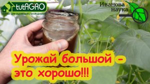 ГЛАВНЫЙ СЕКРЕТ УРОЖАЯ ОГУРЦОВ! Навоз, полив, подкормки, болезни - все правила для урожая без хлопот!
