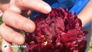 Peony Highlight (пион Хайлайт) , Пулков сад