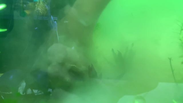 Epic plant removal from the 240 gal. смотреть онлайн