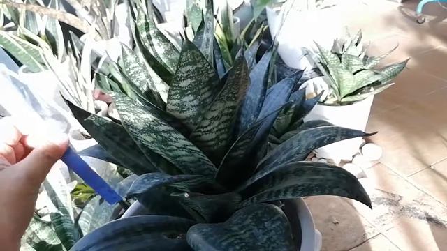 Review Sansevieria Hahnii смотреть онлайн