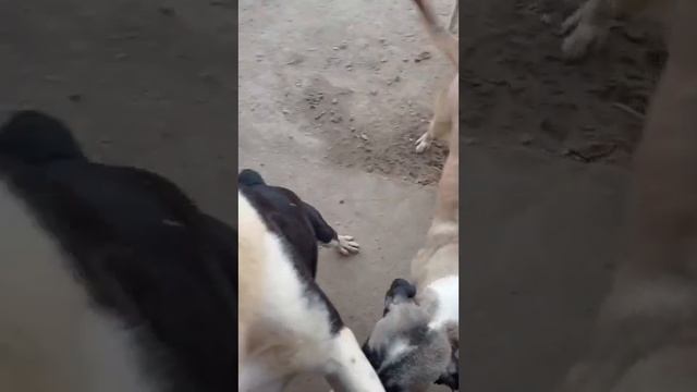 Четыре лапы Ташкент приют. Будни в приюте 5 смотреть онлайн