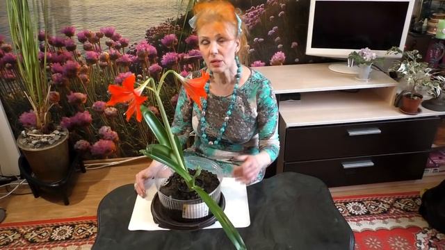 Гиппеаструм, цветение, размножение, уход в домашних условиях смотреть онлайн