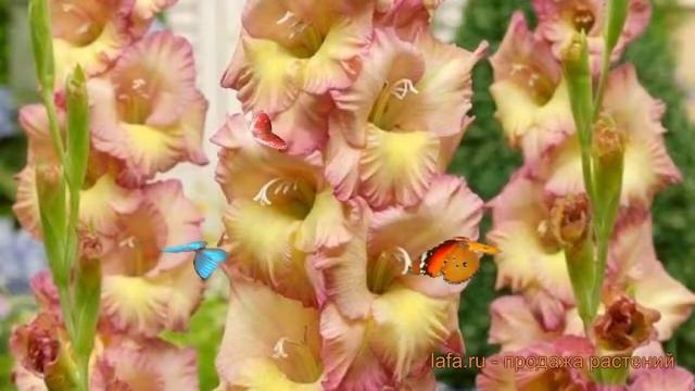 Гладиолус гофрированный Конка Верде (gladiolus) ? обзор: как сажать, луковицы гладиолуса Конка Верд смотреть онлайн