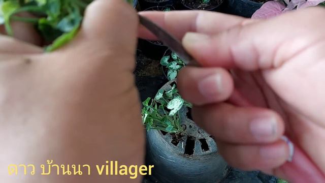 ง่ายเหลือเชื่อ? ขยายออมเงินแคระไม้มงคล ให้ได้เพียบจนขายได้ ไม้มงคลอีกชนิดที่ทุกบ้านควรมีจ้า смотреть онлайн