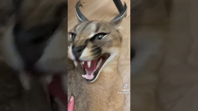 Как выглядят злые каракалы смотреть онлайн