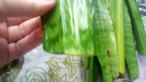 Щучий хвост.Сансевиерия.         Корешки на листовых черенках.