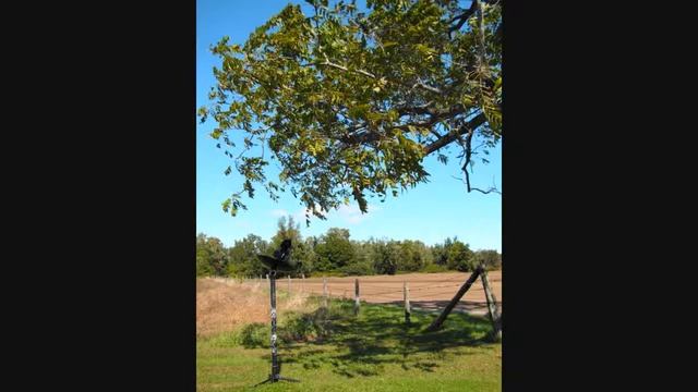Juglans nigra (Black Walnut) смотреть онлайн