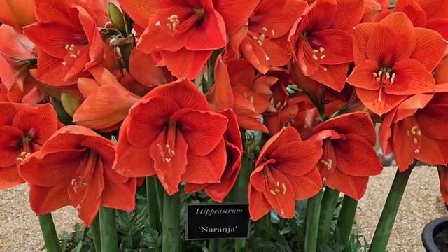 Amaryllis (Hippeastrum) Naranja Flowers | Chelsea Flower Show 2023