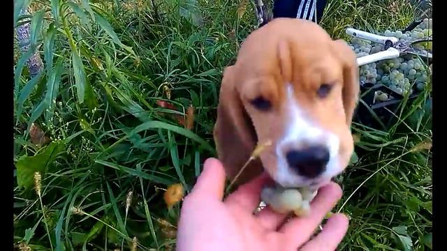 Бигли едят Виноград!смотри)) || Beagles eat grapes! See) смотреть онлайн