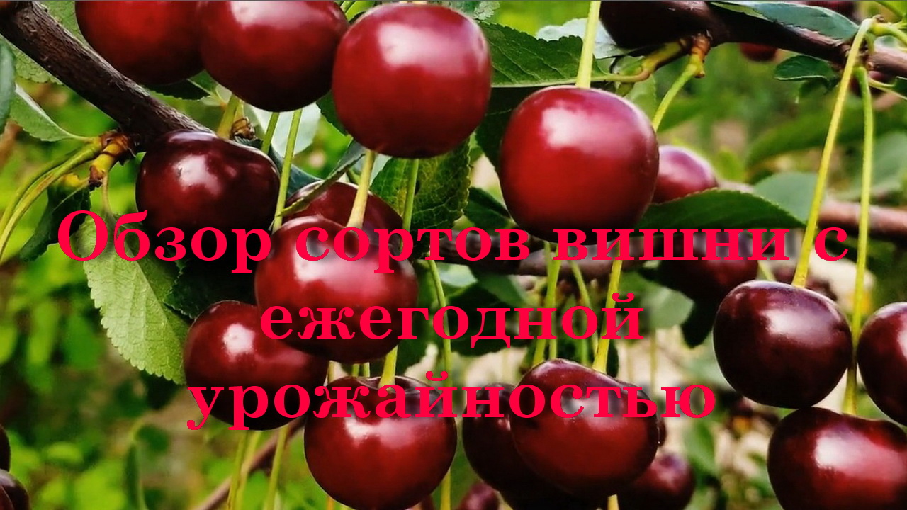 Обзор сортов вишни с ежегодной урожайностью смотреть онлайн